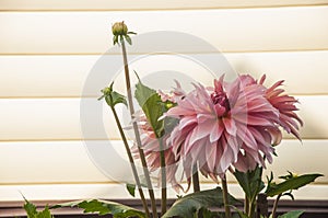 Macro of pink dahlia flower. Beautiful pink daisy flower with pink petals. Chrysanthemum with vibrant petals. Floral close up.