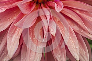 Macro of pink dahlia flower. Beautiful pink daisy flower with pink petals. Chrysanthemum with vibrant petals. Floral close up.