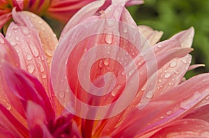 Macro of pink dahlia flower. Beautiful pink daisy flower with pink petals. Chrysanthemum with vibrant petals. Floral close up.