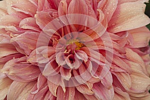 Macro of pink dahlia flower. Beautiful pink daisy flower with pink petals. Chrysanthemum with vibrant petals. Floral close up.