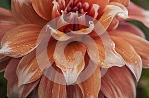 Macro of pink dahlia flower. Beautiful pink daisy flower with pink petals. Chrysanthemum with vibrant petals. Floral close up.