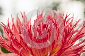 Macro of pink dahlia flower. Beautiful pink daisy flower with pink petals. Chrysanthemum with vibrant petals. Floral close up.