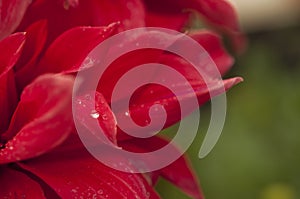 Macro of pink dahlia flower. Beautiful pink daisy flower with pink petals. Chrysanthemum with vibrant petals. Floral close up.