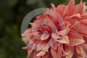 Macro of pink dahlia flower. Beautiful pink daisy flower with pink petals. Chrysanthemum with vibrant petals. Floral close up.