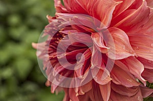 Macro of pink dahlia flower. Beautiful pink daisy flower with pink petals. Chrysanthemum with vibrant petals. Floral close up.