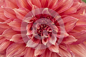 Macro of pink dahlia flower. Beautiful pink daisy flower with pink petals. Chrysanthemum with vibrant petals. Floral close up.