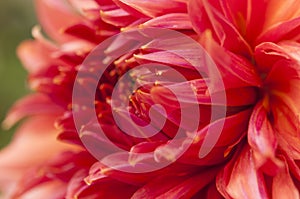 Macro of pink dahlia flower. Beautiful pink daisy flower with pink petals. Chrysanthemum with vibrant petals. Floral close up.