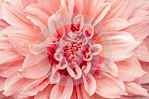 Macro of pink dahlia flower. Beautiful pink daisy flower with pink petals. Chrysanthemum with vibrant petals. Floral close up.