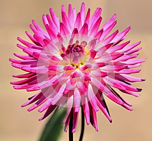 Macro - Pink dahlia petals with yellow centre Isolated with plain background