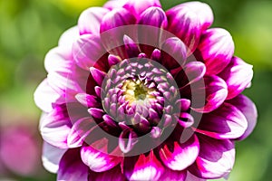 Macro of a pink dahlia