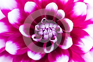 Macro of a pink dahlia photo