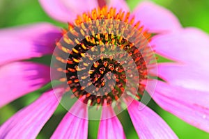 Macro pink daisy