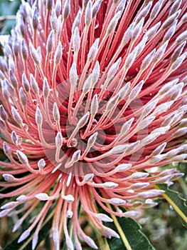 Macro of a pink firewood banksia flower