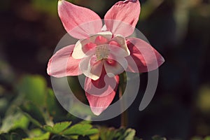 Macro of pink flower