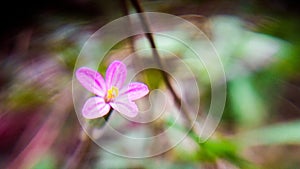 Macro pink flower