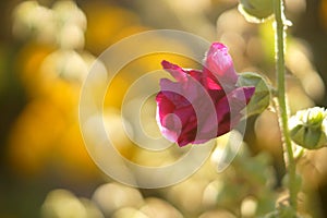 Macro pink flower