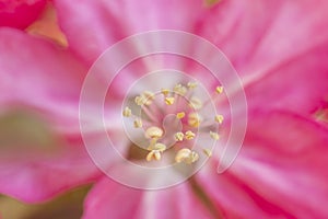 Macro pink flower background
