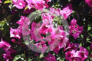 Macro pink flower bunch