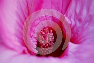 Macro pink flower center of hibiscus