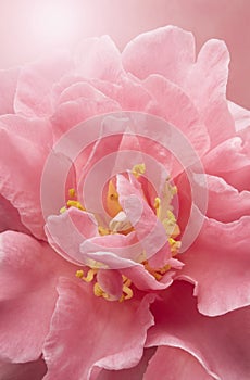 Macro Pink Flower