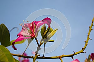 Macro pink flower, Gaysorn flower, Blue sky, Ant,