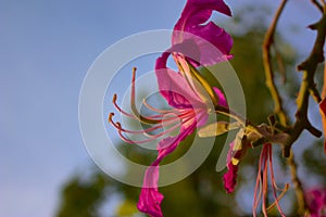 Macro pink flower, Gaysorn flower, Blue sky, Ant,