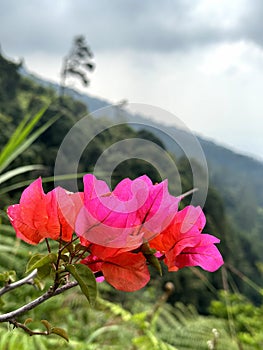 Macro Pink Flower Head in Natural Environment with Mountain and Cloudy Sky