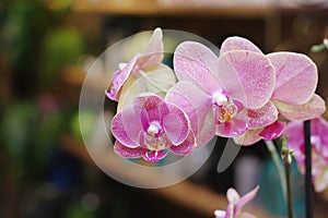 Macro pink flower orchid with backhround