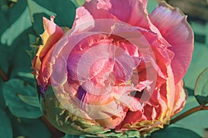 Macro of a pink flower peony and green leaves in sunny day. Blurred background. Toned image