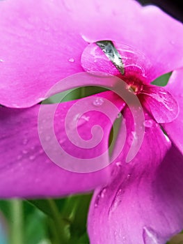 MACRO PINK FLOWER WITH WATER DROPS