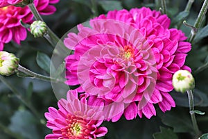 Macro of pink garden mums growing in the fall