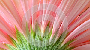 Macro Pink Gerbera Daisy 3