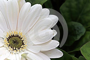 Macro of a pink gerbera at the lower left hand corner
