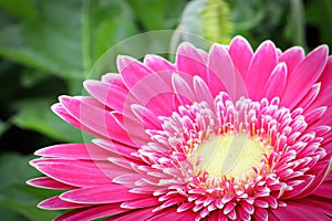 Macro of a pink gerbera at the lower right hand corner