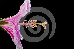 Macro pink hibiscus flower. Studio shot isolated on black