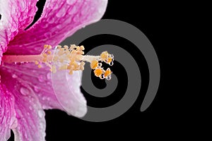 Macro pink hibiscus flower. Studio shot isolated on black