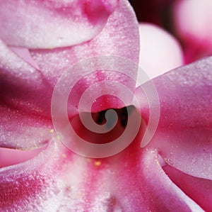 Macro of a pink hyacinth flower