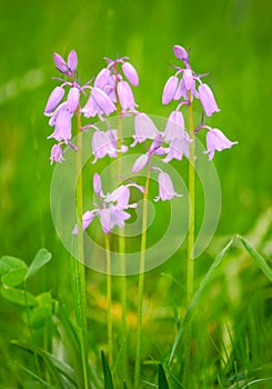 Macro of a pink Hyacinthoides flower