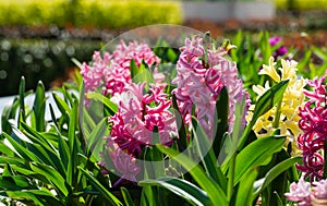 Macro of pink Hyacinthus orientalis common hyacinth, garden or Dutch hyacinth in Public landscape city park Krasnodar or Galitsk