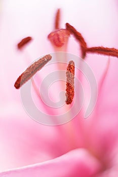 Macro pink lily pistils photo