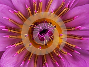 Macro pink lotus flower