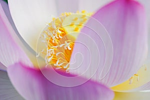 Macro of Pink lotus flower