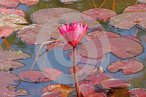 Macro Pink Nymphaea Water lily or Pink Lotus Bud Flower on the lotus lake - Beautiful Flower wall picture , Floral backdrops in th