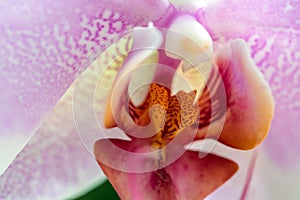 Macro of pink orchid flower. Floral background, wallpaper, poster, postcard.
