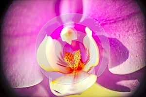 Macro pink orhid closeup