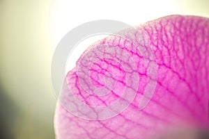 Macro pink orhid closeup