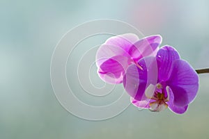 Macro pink orhid closeup