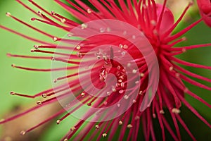 Macro of pink perote flower photo