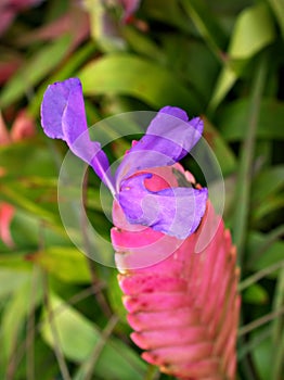 Macro pink purple flower Tillandsia lindenii ,pink Quill plants ,torcia blue flowered torch ,Air plant ,with soft selective focus photo