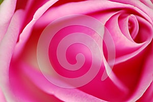 Macro pink rose